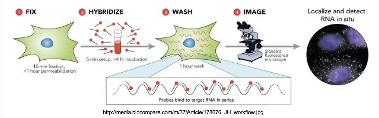<p>cells or tissues are immobilized to a microscope slide and labeled probe is hybridized to the slide to visualize probe hybridization to detect mRNA molecules</p>