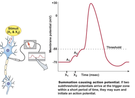 <p>pic: so what’s temporal summation? can it failed?</p>