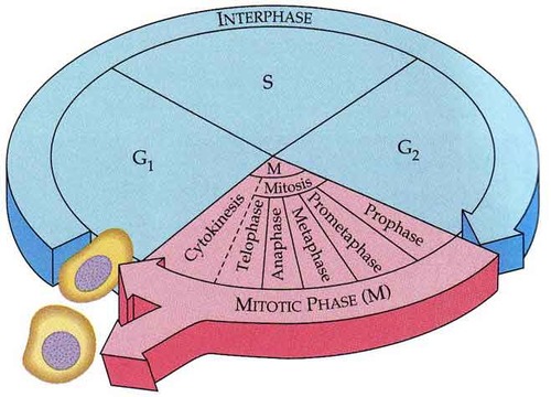 mitosis and cytokinesis, shortest part of cell cycle; is the interval of the cell cycle when the cell physically divides