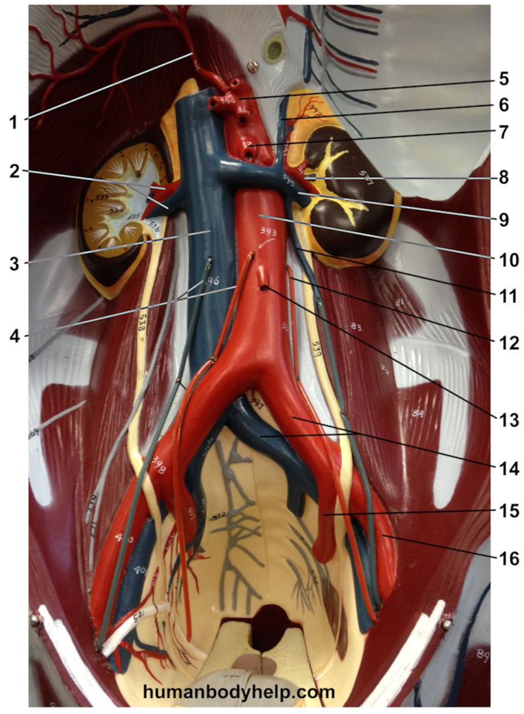 <p>Name the vein labeled #3.</p>