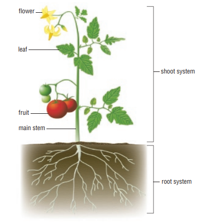 <p>What is shoot and root system (DOE)</p>