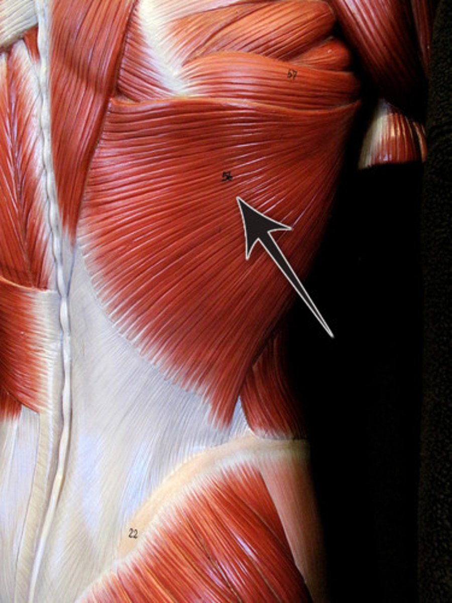 <p>A large muscle of the back that extends, adducts, and medially rotates the arm.</p>