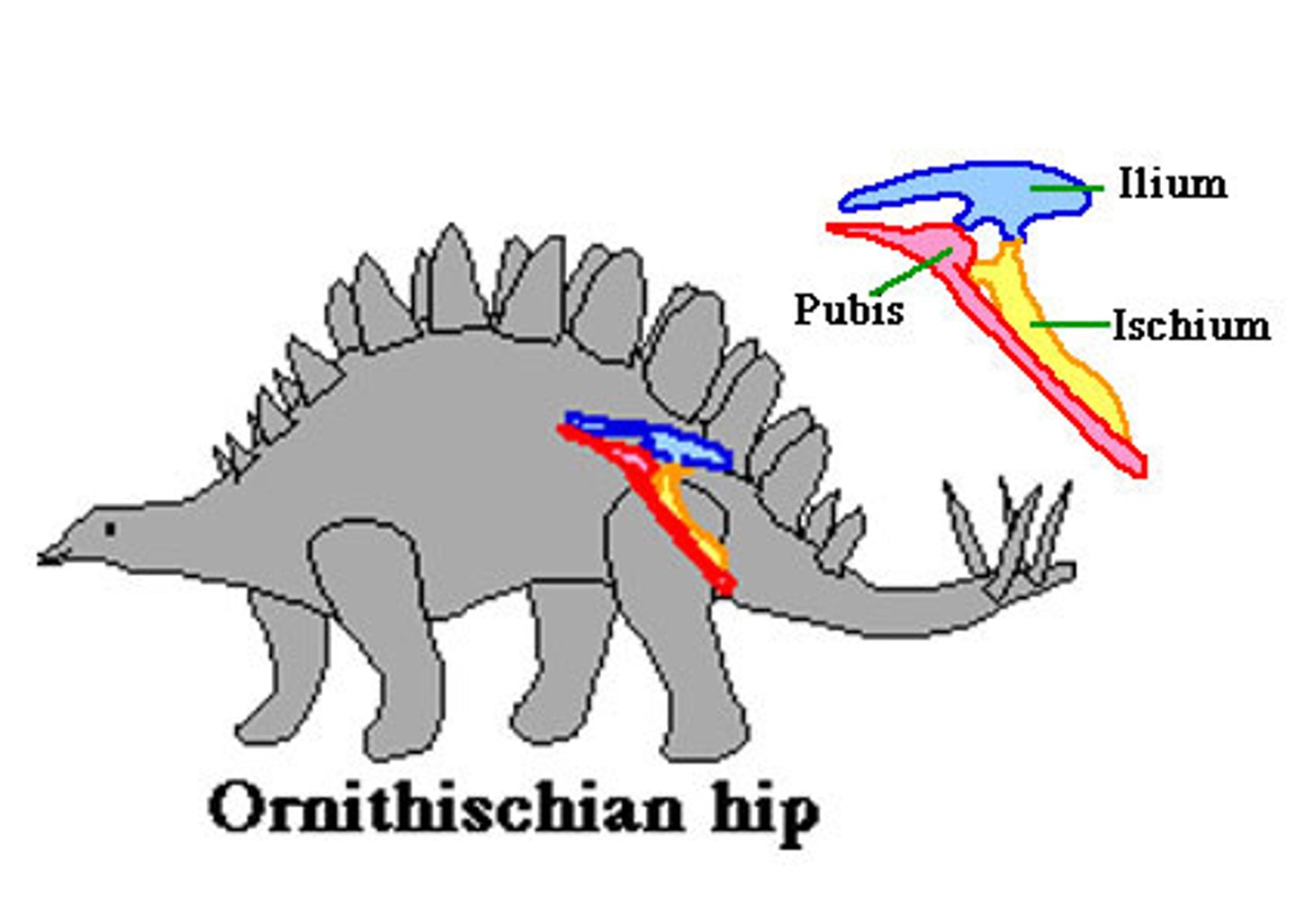 <p>These are "bird-hipped" dinosaurs</p><p>-pelvis w/ illium, ischium, and pubis</p><p>-pubis points backwards and runs parallel w/ ischium</p><p>-birds also have backward pointing pubis (due to convergence)</p><p>-many groups</p>