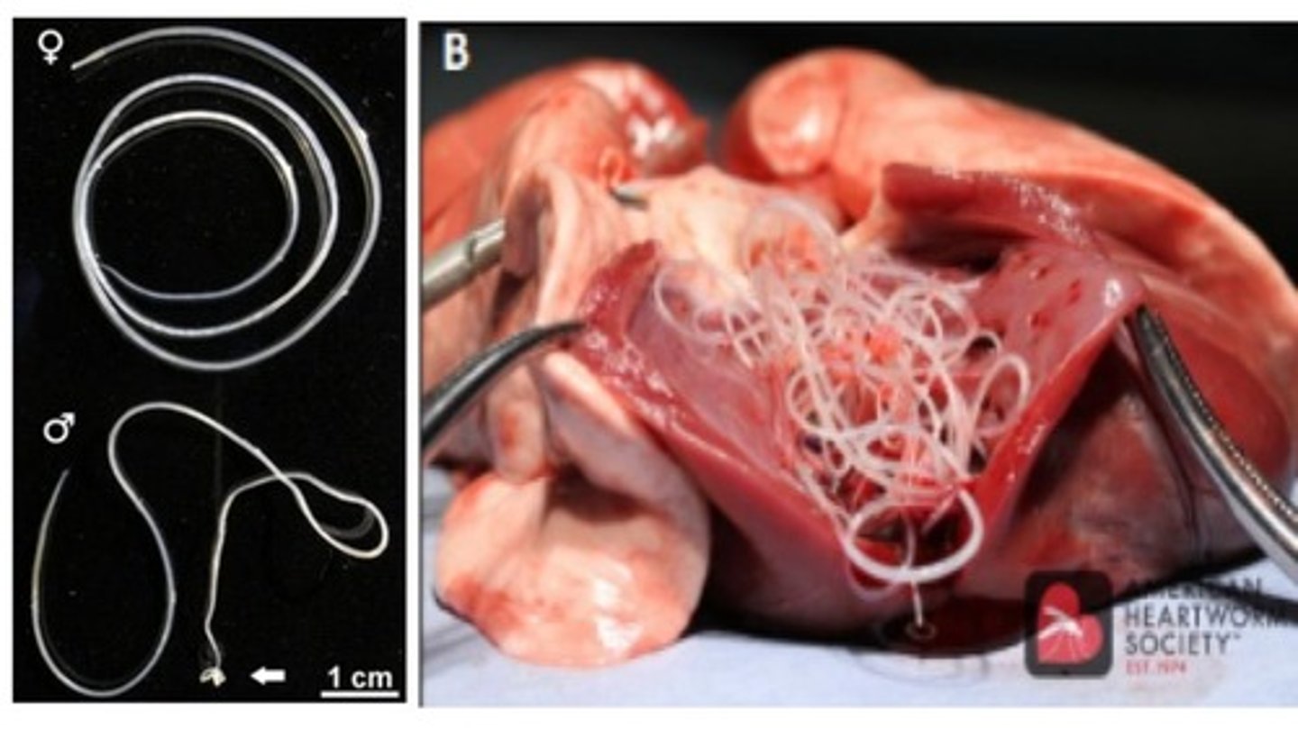 <p>Dirofilaria immitis Adults </p><p>-The _____ are shorter & their tail is coiled</p><p>-The ______ are longer & their tail is straight.</p><p>*Infects canids (DH) with mosquitoes as IH</p>