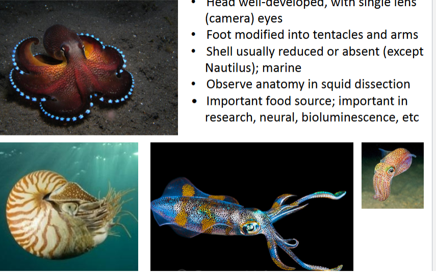 <p><span><span>Octopus, squid, nautili, cuttlefish. Which class? Ignore the text</span></span></p>