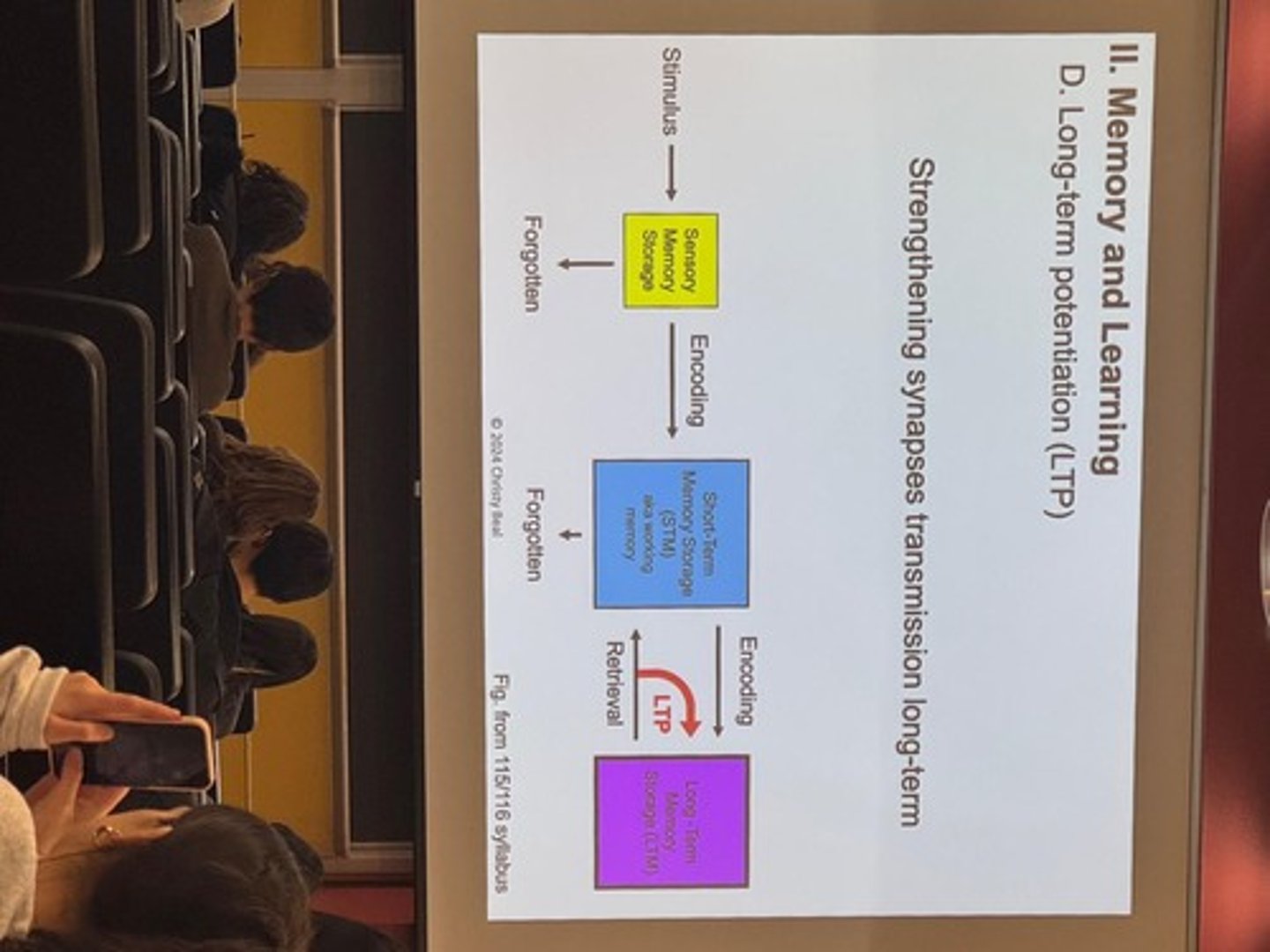 <p>Strengthening of synaptic transmission over time</p>