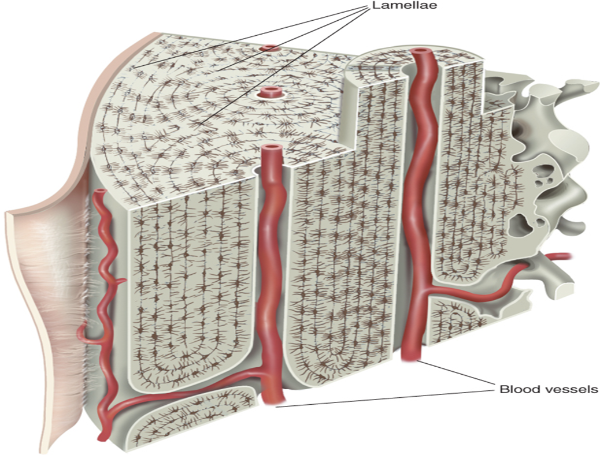 <p>(Haversian systems) are the fundamental unit of compact bone</p><ul><li><p>is a long, cylindrical tube consisting of</p><ul><li><p>concentric rings of calcified matrix called lamellae</p><ul><li><p>surround a central canal or Haversian canal, which contains blood vessels, nerves, and lymphatic vessels.</p></li></ul></li></ul></li></ul><ul><li><p>Within the lamella are <strong>lacunae </strong>where osteocytes can be found.</p></li><li><p>Blood vessels and nerves are contained within the central canal which is lined with a membrane called the endosteum.</p></li><li><p>Smaller canals, called canaliculi, run perpendicular to the central canal and carry blood vessels and nerves to the lamellae and lacunae</p></li></ul><p></p><p></p><ul><li><p>tubes inside tube</p></li><li><p>have collagen fibres on different layers in diff directions to resist torison stress</p></li><li><p>central cannals of blood vessels and nerves</p></li><li><p></p></li></ul><p></p>