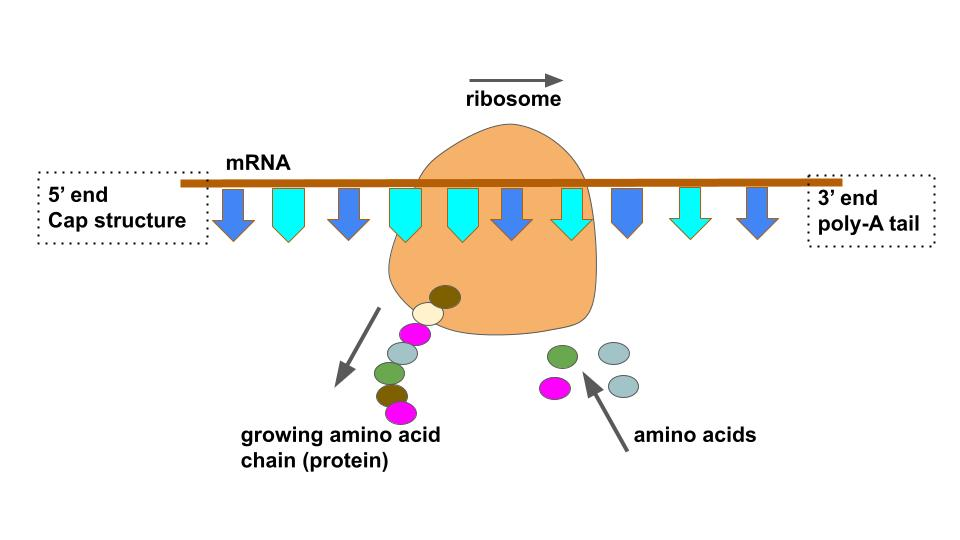 <p>During DNA transcription, processing refers to the modifications that pre-mRNA undergoes before becoming mature mRNA. This includes:</p><ol><li><p><strong>Capping</strong>: Addition of a 5' cap to the beginning of the mRNA for stability and recognition.</p></li><li><p><strong>Polyadenylation</strong>: Addition of a poly-A tail at the 3' end, enhancing stability and export from the nucleus.</p></li><li><p><strong>Splicing</strong>: Removal of introns (non-coding regions) and joining of exons (coding regions) to form a continuous coding sequence.</p></li></ol><p></p>