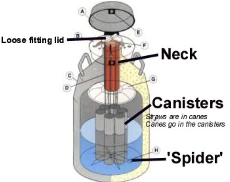 <ul><li><p>straws are in goblets → held in canes → canes in canister </p></li><li><p>neck is the weakest portion - vacuum lost </p></li></ul><p></p>