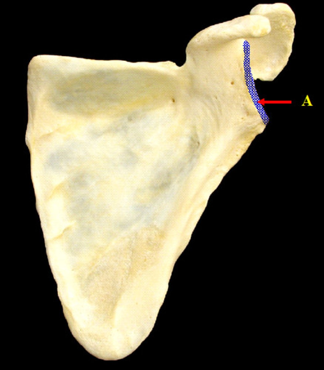 <p>angle contains the head of the scapula</p>