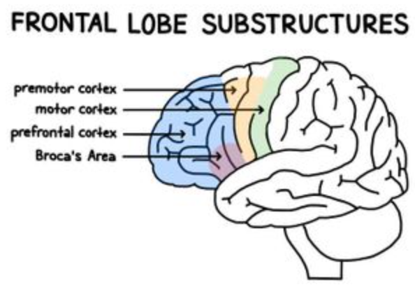 most anterior area of frontal lobe