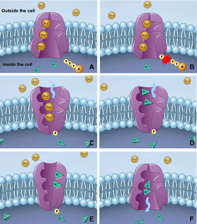 <p>The process:</p><p>Three Na+ (sodium) ions (already on the inside of the pump) attach to the 3 binding sites inside the Sodium Potassium Pump.</p><p>ATP is hydrolyzed (broken down by water), releasing a single phosphate group that attaches to the pump, causing the pump to change shape (conformational change).</p><p>The conformational change causes it to release the 3 Na+ ions to the outside of the cell, and creates an opening for 2 K+ ions from the outside to bind.</p><p>Two K+ ions from outside attach to the binding sites on the “extracellular side” of the sodium potassium pump.<br><br>After the K+ ions bind, the pump dephosphorylates, releasing the phosphate group, and changing it back to its original shape. The two K+ ions can now be released into the cell.</p><p>And the process repeats!</p>