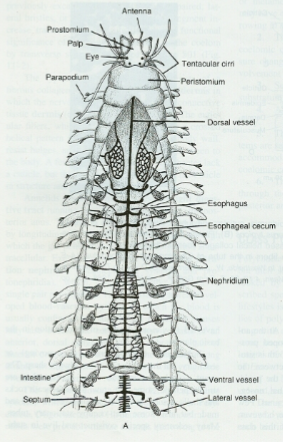 <p>Polychaetae Anatomy</p>