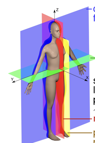 coronal/frontal