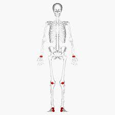 <p>Small, boxy bone such as carpal and tarsal bones.</p>
