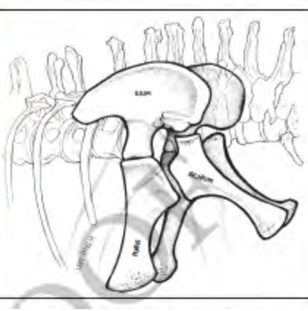 Pubis points are facing forward (lizard like)