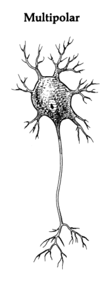 <p><span>Multipolar Neuron</span></p>
