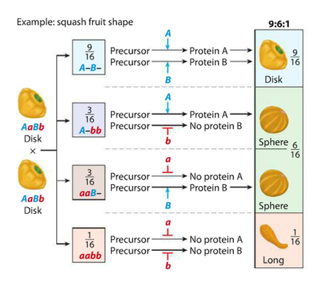 <p>A phenotype depends on dominant alleles of two genes working together.</p>
