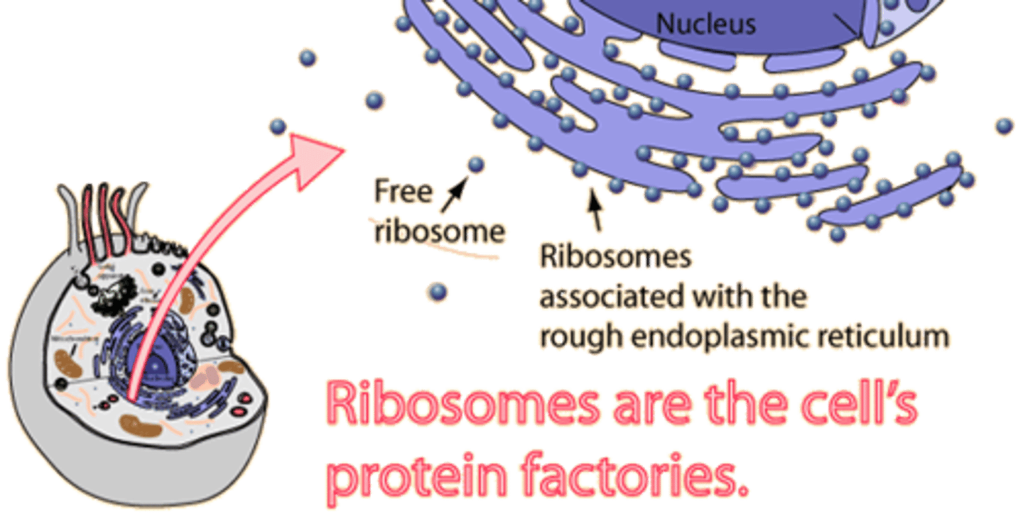<p>Assembles proteins; free ribosomes make proteins that will stay in the cell. Attached ribosomes (attached to the ER) make proteins that will be transported out of the cell.</p>