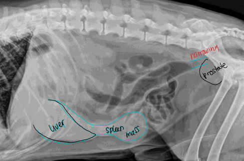 <p>Splenic disease on Radiographs </p>