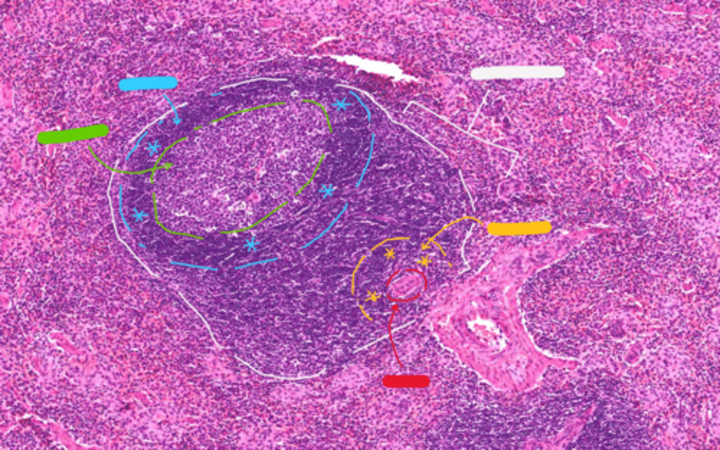 <p>the cells at the yellow *** are what type of cells?</p>