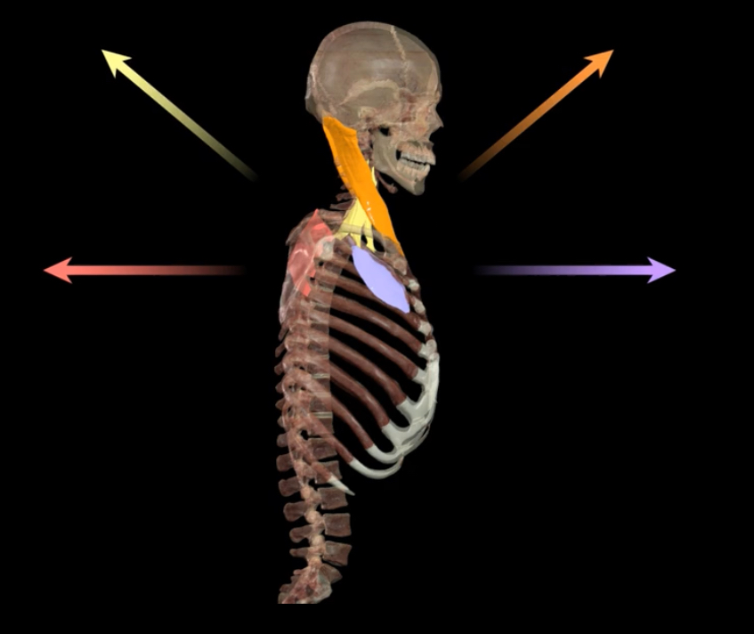 <p>What muscles expand the thoracic cavity?</p>