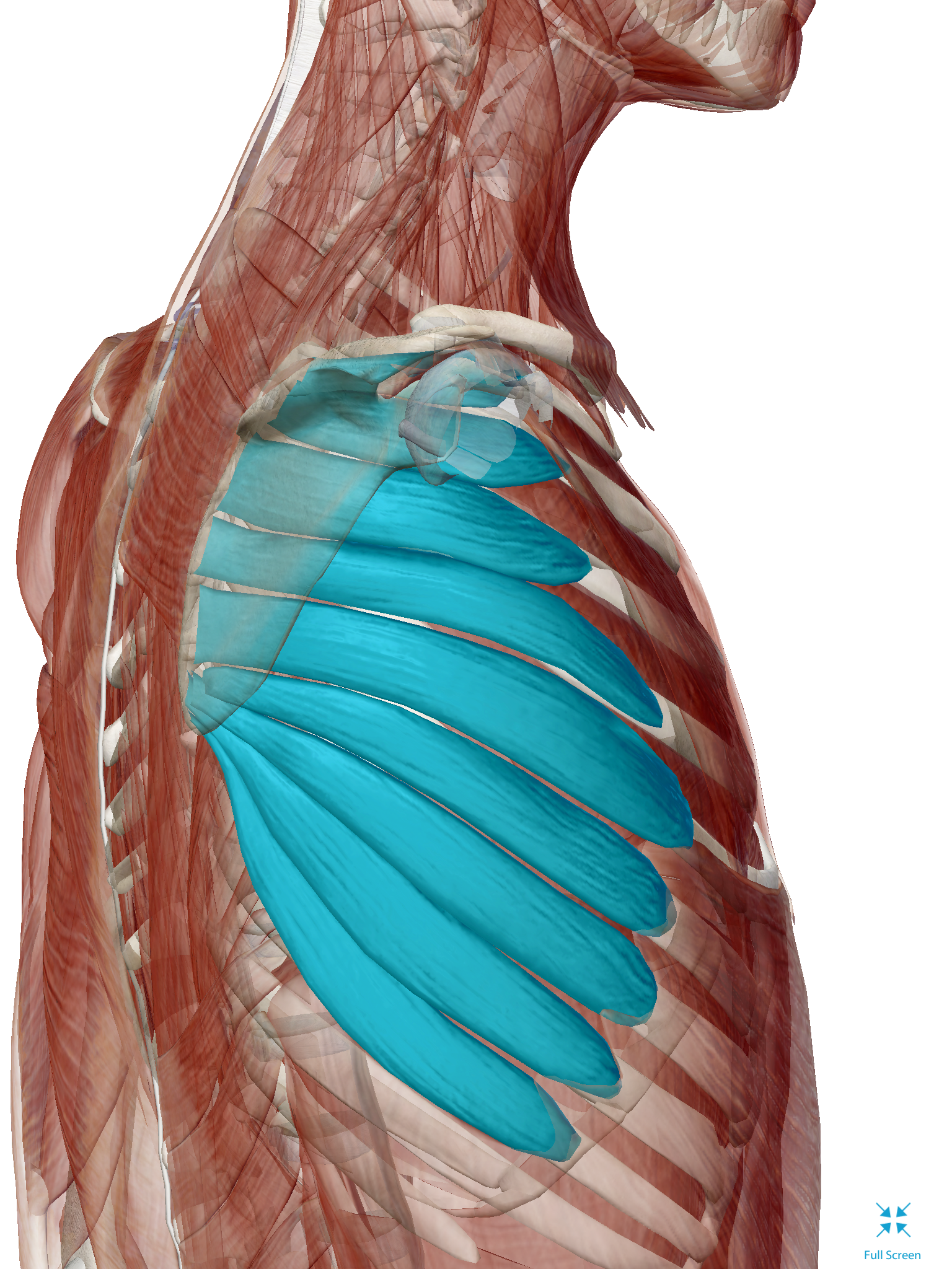 <p>origin is rib 1-9 and insertion is medial border of scapula </p>