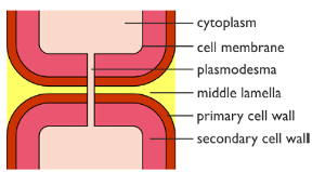 <ul><li><p>outermost layer of plant cell wall</p></li><li><p>made of carbohydrates= pectin</p></li><li><p>glue adjacent plant cells together</p></li><li><p>synthesized/ secreted during cell plate formation</p></li></ul><p></p>