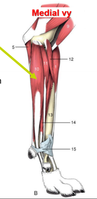 <p>O, I (ca), I (eq), F</p>