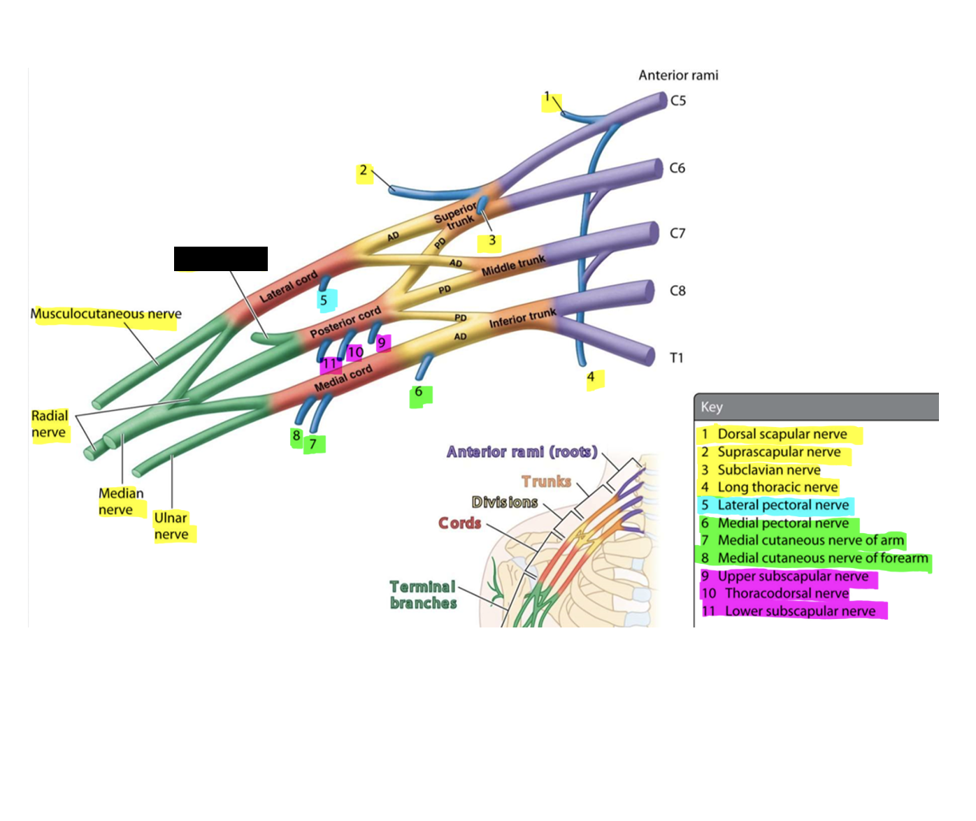 knowt flashcard image