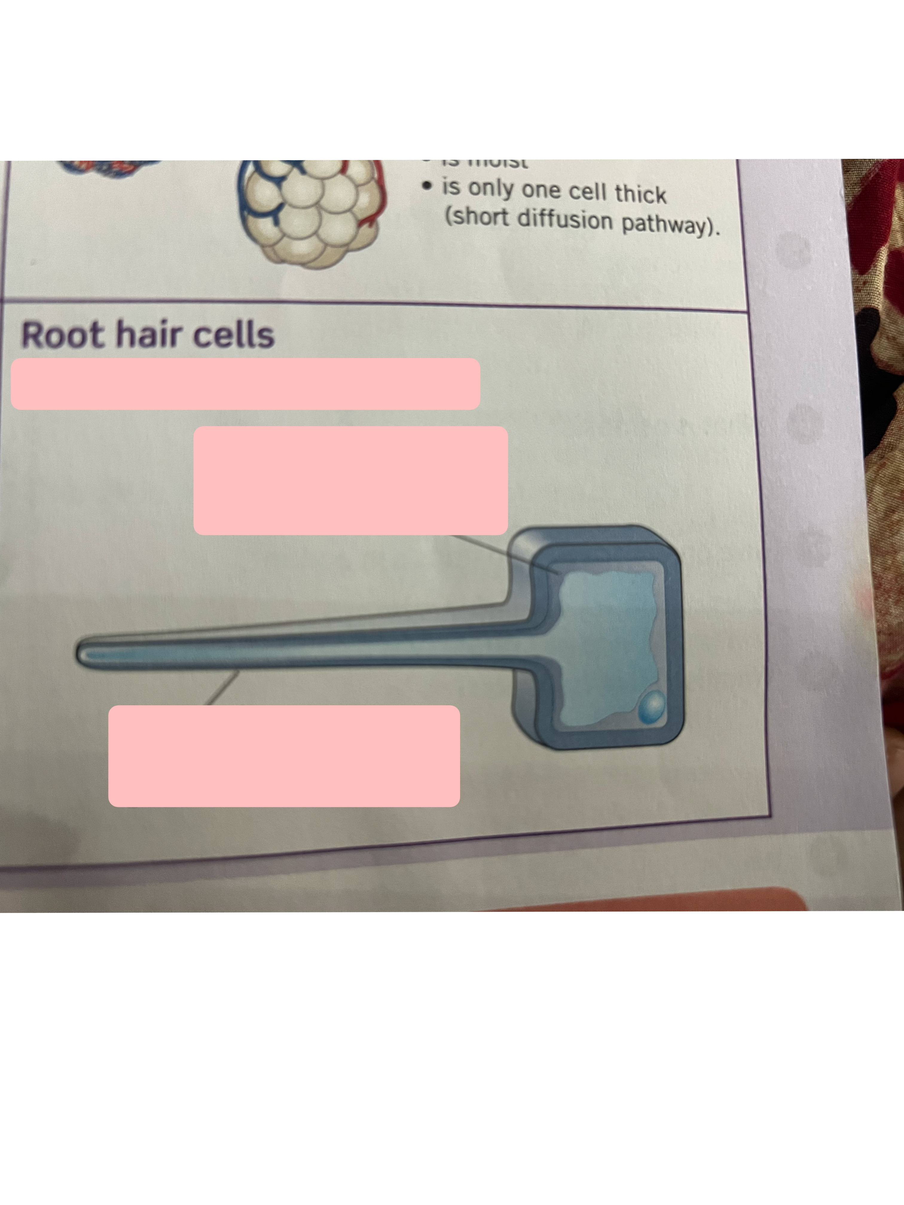 <p>Label exchange surface and adaptations</p>