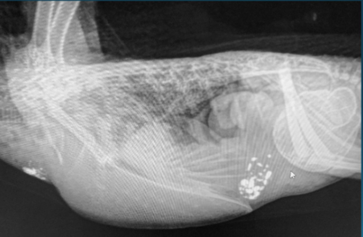 <p>Describe some things you are seeing in this bird</p>