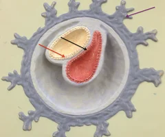 <p>outer germ layer, the brain and spinal cord</p>