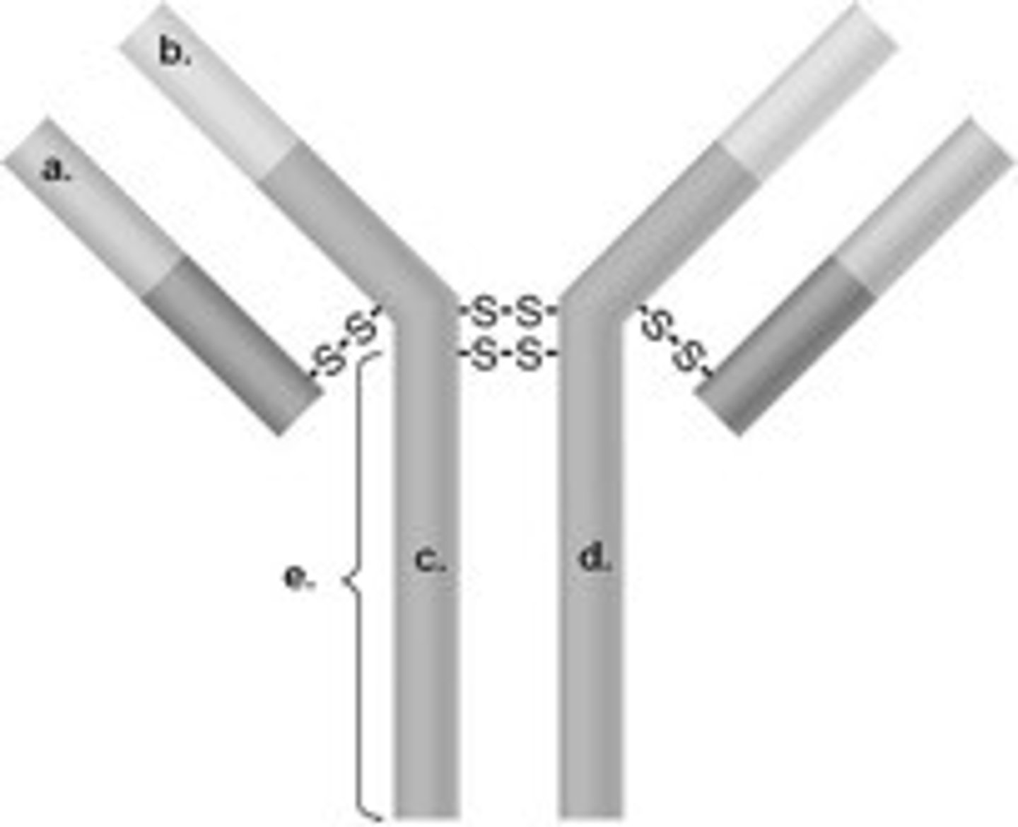 <p>A protein produced by white blood cells that binds to foreign antigens</p>