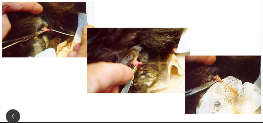 <p>Grab very base of prepuce to keep penis exteriorised</p><p>Pull caudally and lift dorsally to draw urethral bends into straight line</p>