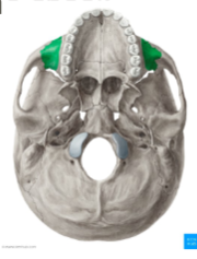 <p>Which maxilla marking is this? (2)</p>