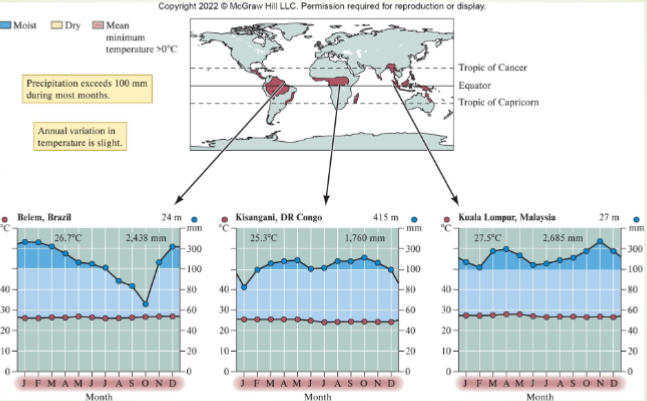 <ul><li><p>most occur within 10<span>° latitude of equator</span></p></li><li><p><span>little temperature variation between months</span></p></li><li><p><span>annual rainfall of 2,000 to 4,000mm relatively evenly distributed</span></p><ul><li><p>quickly reaches soil nutrients</p></li><li><p>mycorrhizae help gather nutrients</p></li></ul></li><li><p>organisms add vertical dimension</p></li><li><p>harbor staple foods and medicines for world’s human populations - increasingly exploited</p></li><li><p>described as wet, humid, hot, bio-productive, diverse</p></li></ul><p></p>