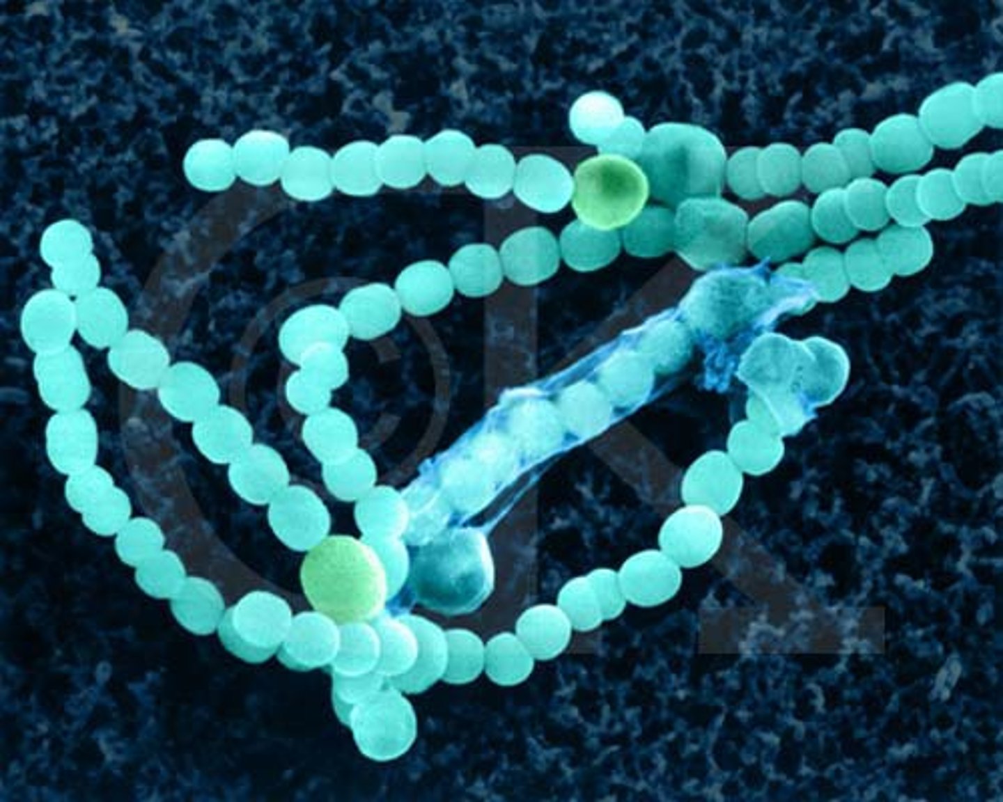 <p>Unicellular, prokaryotes; can be autotrophs or heterotrophs; examples include E. coli and the bacteria that cause strep throat</p>