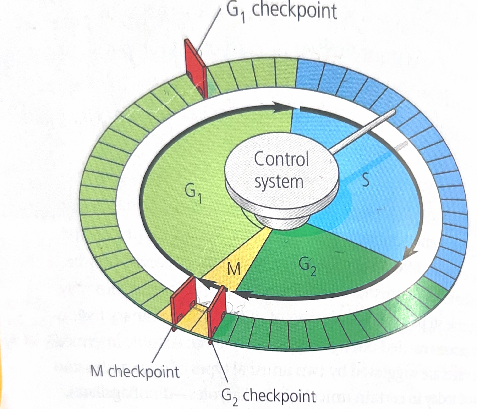 <p>Explain this image</p>