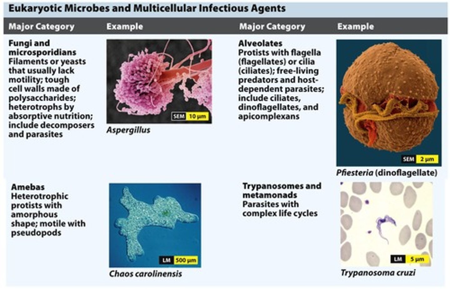 <p>Organisms with complex cells causing diseases.</p>