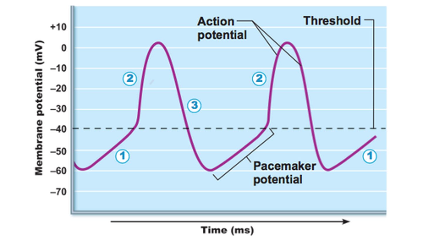 <p>initiate the action potentials that spread out through the heart to trigger its rhythmic contractions</p>