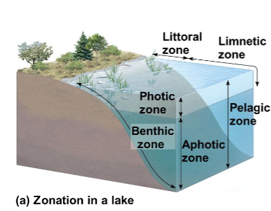 <ul><li><p class="">Littoral Zone: Shallow, rich in life near the shore</p></li><li><p class="">Limnetic Zone: Open water, farther from shore, with less life</p></li></ul><p></p>