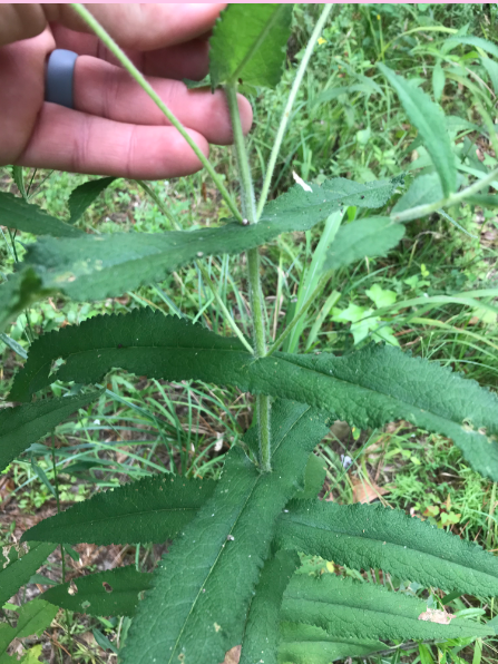 <p>What are the genus and specific epithet of this plant species?</p>