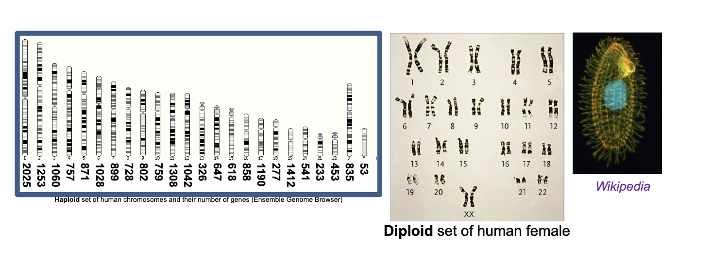 <p>Majority of eukaryotic cells are DIPLOID (two copies of each HOMOLOGOUS chromosome)&nbsp;</p>