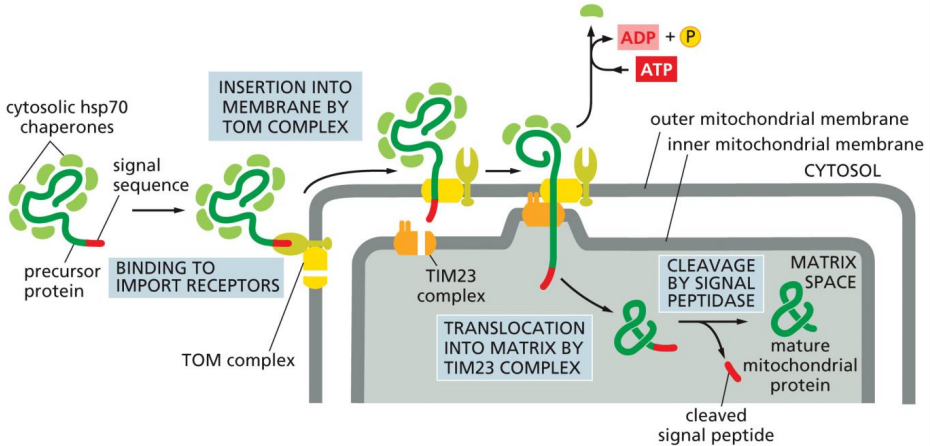 <p>TOM and TIM23 complexes</p><p>protein remains unfolded in cytosol with use of cytosolic hsp70 chaperones</p><p>mitochondrial signal sequence is an N-terminal amphipathic alpha helix that binds receptor and is cleaved upon entry of the matrix</p><p>proteins can be further sorted</p>