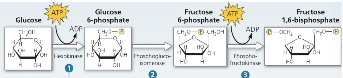 <p>Explain what’s happening here</p>