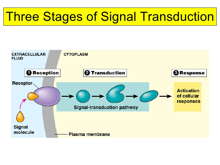 <p><span style="background-color: transparent;">he process by which a cell converts an external signal into a specific internal response.&nbsp;</span></p>