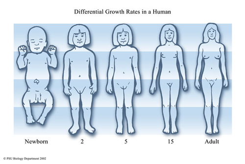 1. An increase in dry mass;
2. By increasing cell numbers or cell sizes
or both;
