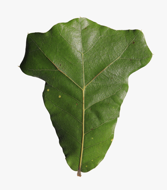 <p>broad leafs, rounded tip, 3-5 bristle-tipped lobs</p>