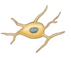 <p>ONLY in PNS Surround neuron cell bodies Regulate O2, CO2, nutrient, and neurotransmitter levels around neurons</p>